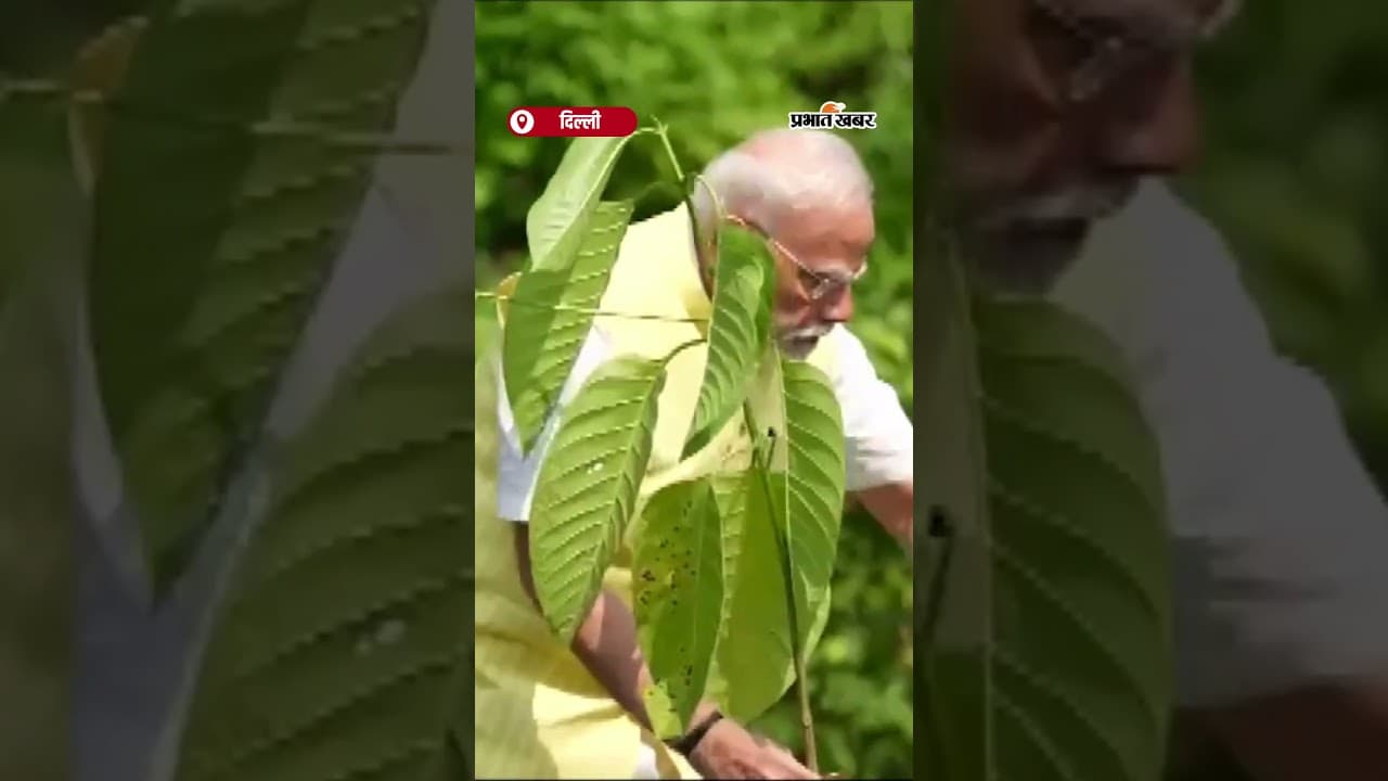 PM Modi ने रोपा 'कदंब' का पौधा Britain के राजा ने दिया था गिफ्ट | Shorts