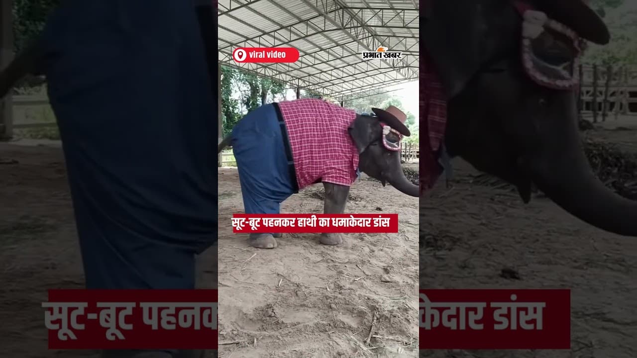 Cute Elephant Dance सूट-बूट पहनकर हाथी का धमाकेदार डांस | Shorts | Viral Video | Reels | SuitBoot |