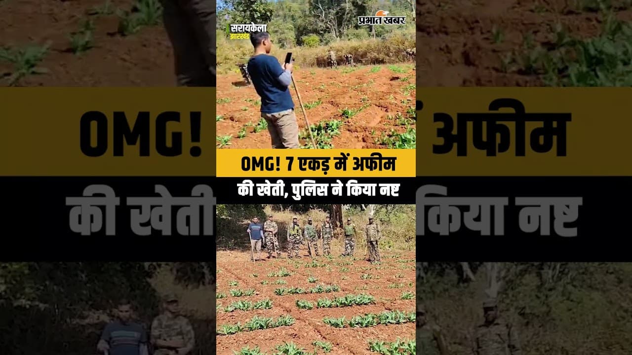 Jharkhand News: Saraikela में अफीम की खेती नष्ट, 7 एकड़ जमीन पर हो रही थी खेती