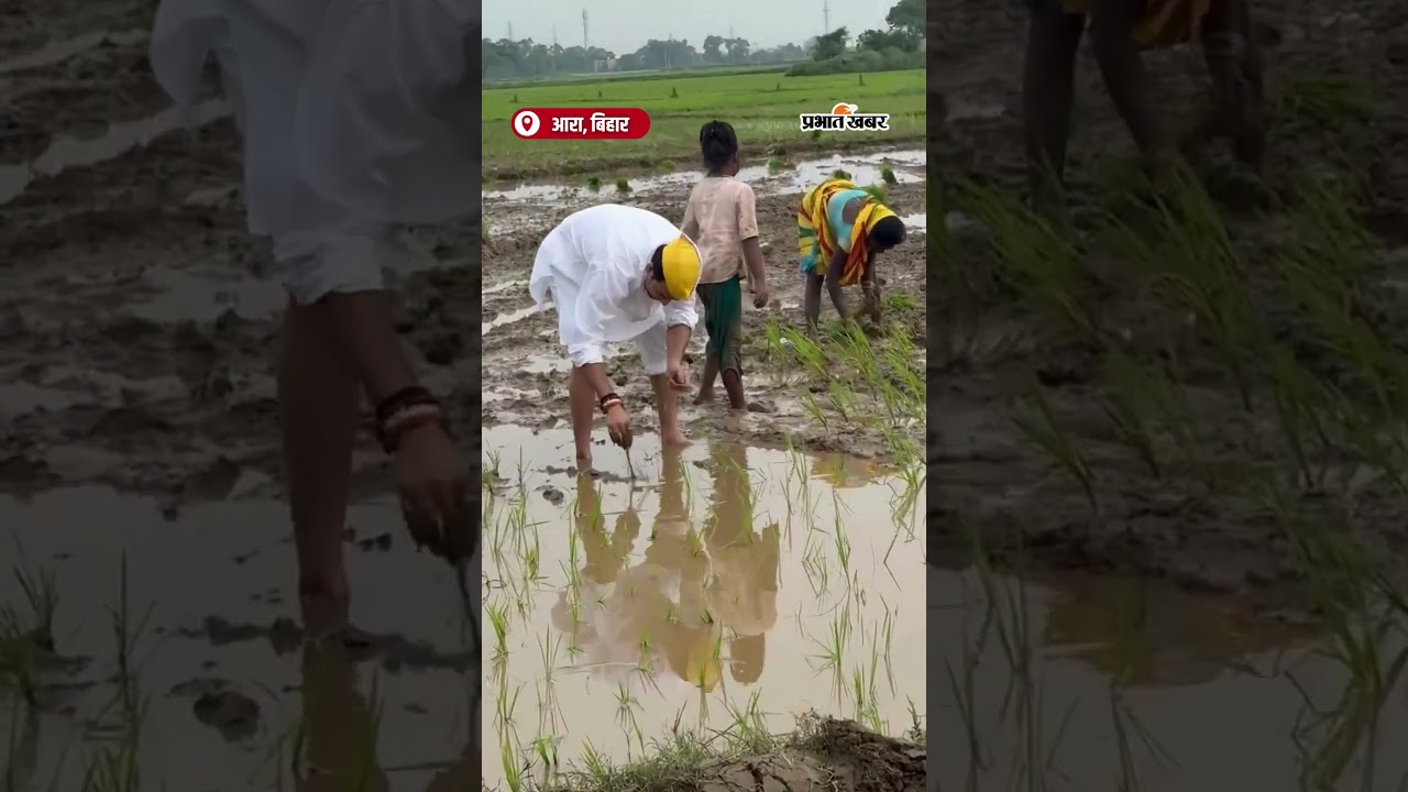 Tej Pratap Yadav ने खेत में किसानों के के साथ की धान रोपनी | Shorts | Bihar | Election
