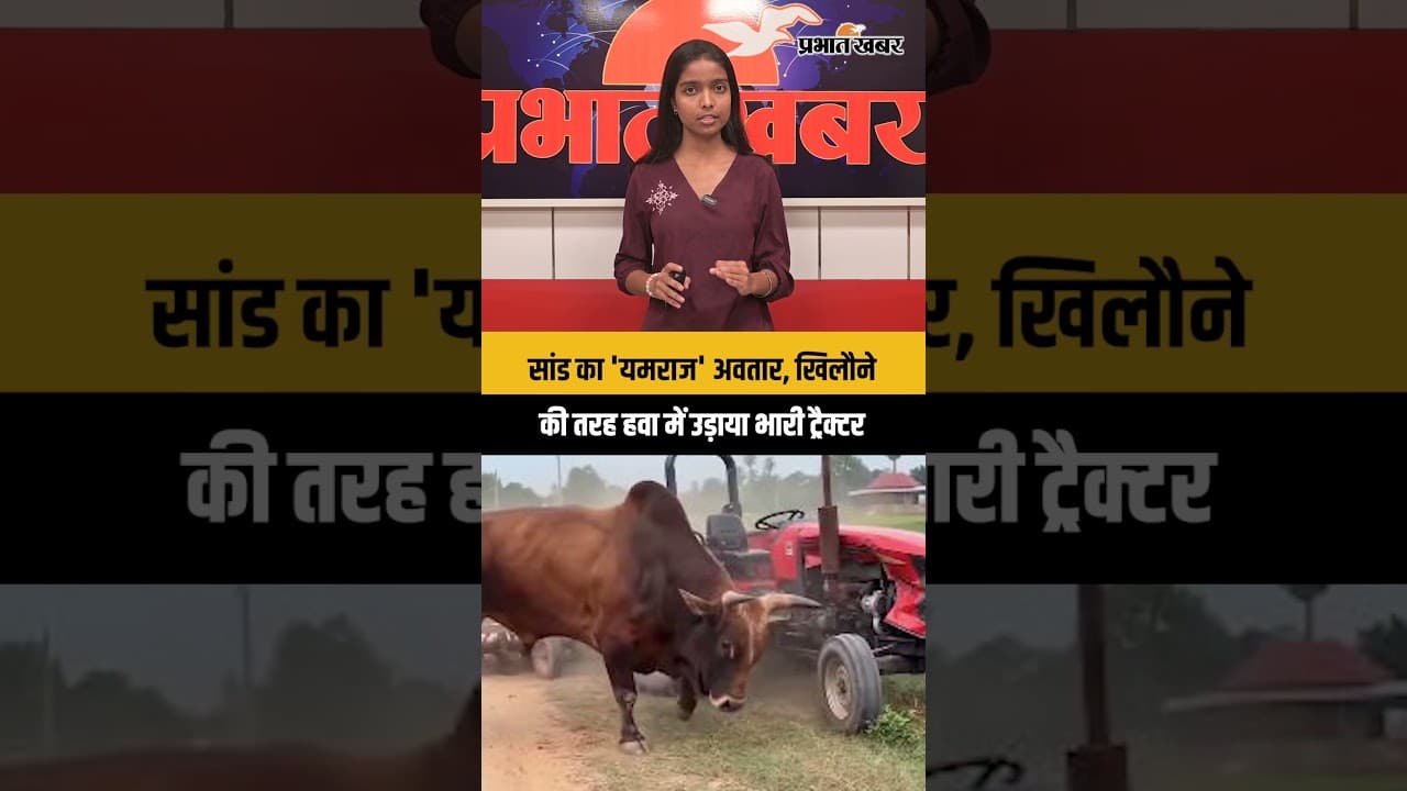 सांड का 'यमराज' अवतार, खिलौने की तरह हवा में उड़ाया भारी-भरकम ट्रैक्टर