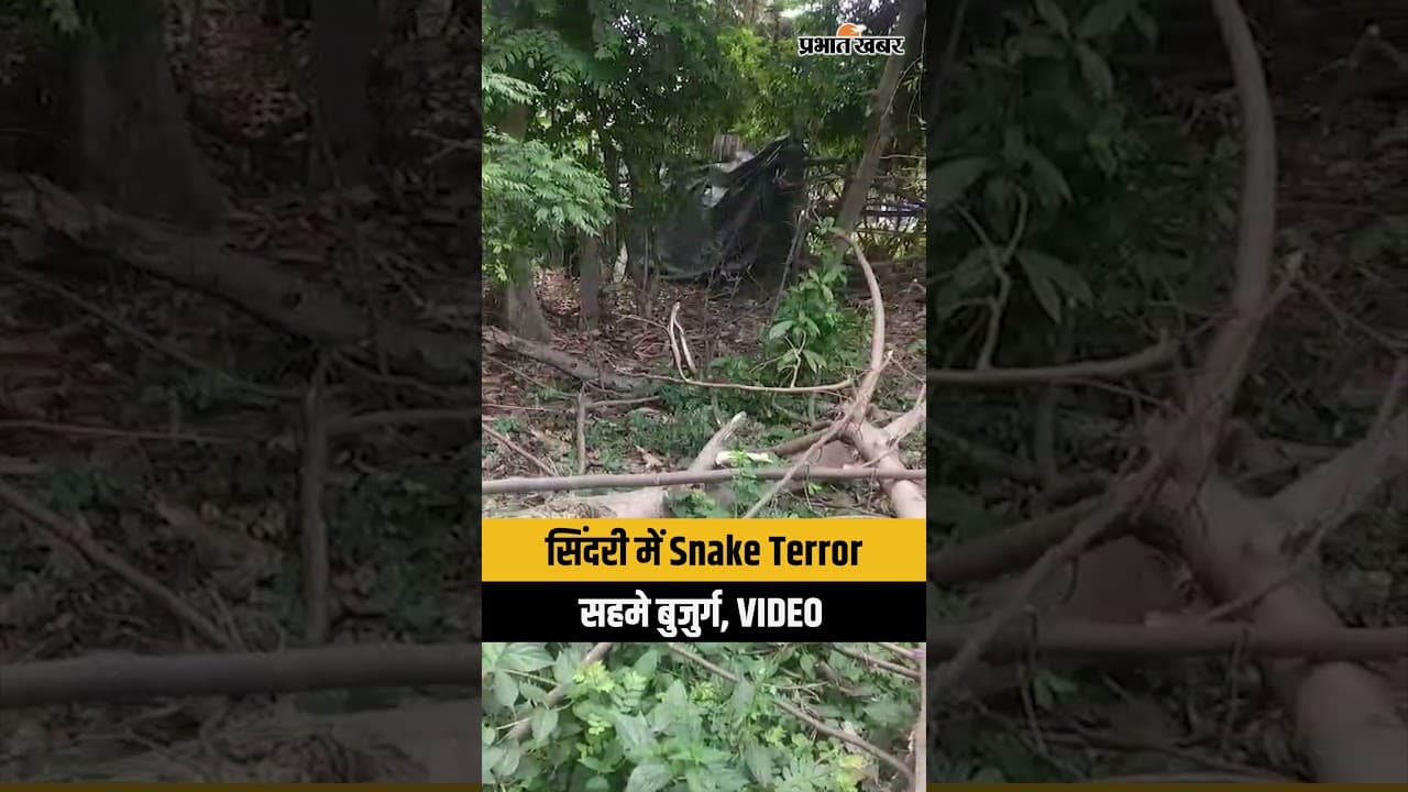 Dhanbad के सिंदरी में खौफनाक मंजर, आवास परिसर में दिखे कई सांप, लोग सहमे