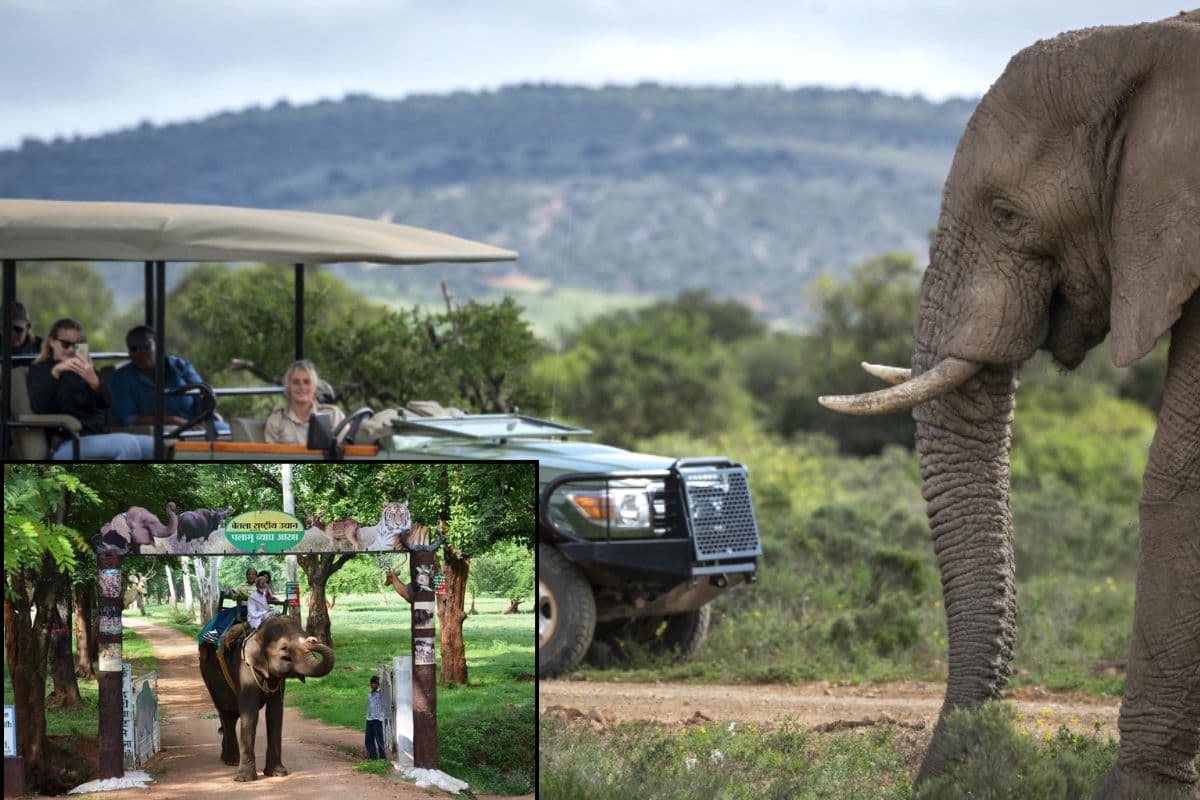 बेतला नेशनल पार्क में बंद गाड़ियों पर लगा प्रतिबंध, केवल ओपन सफारी वाहन से होगा वन्यजीवों का दीदार