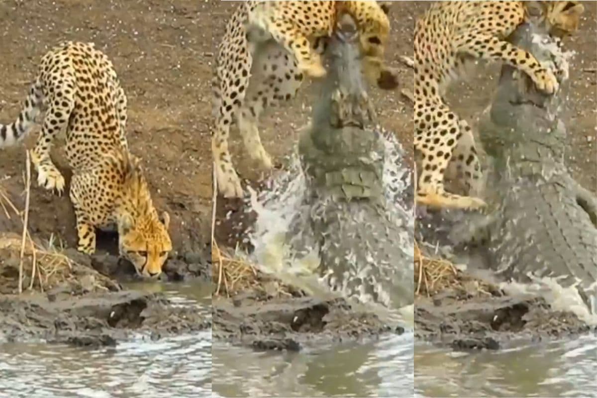 Viral Video: पानी पी रहे चीते पर झपटा मगरमच्छ, खूब छटपटाया चीता; कैमरे में कैद हुआ खौफनाक मंजर
