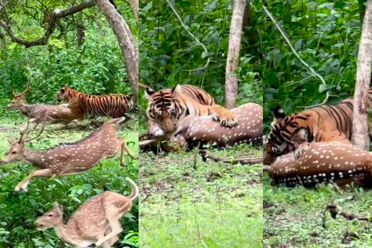 VIRAL VIDEO: हिरण को देखते ही झपटा बाघ, छटपटाते रह गया हिरण, वीडियो देख सहम जायेंगे आप