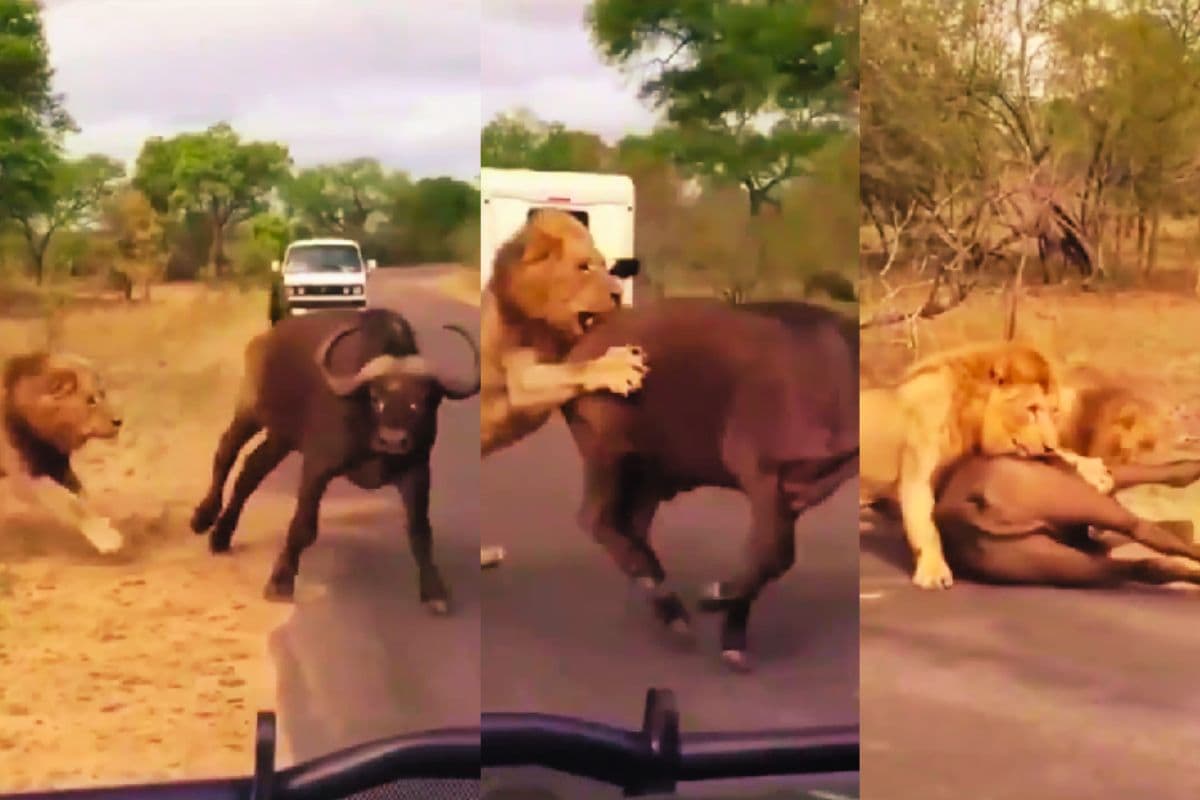 Viral Video: दो शेरों ने मिलकर भैंस को बनाया अपना शिकार, कैमरे में कैद हुआ खौफनाक मंजर