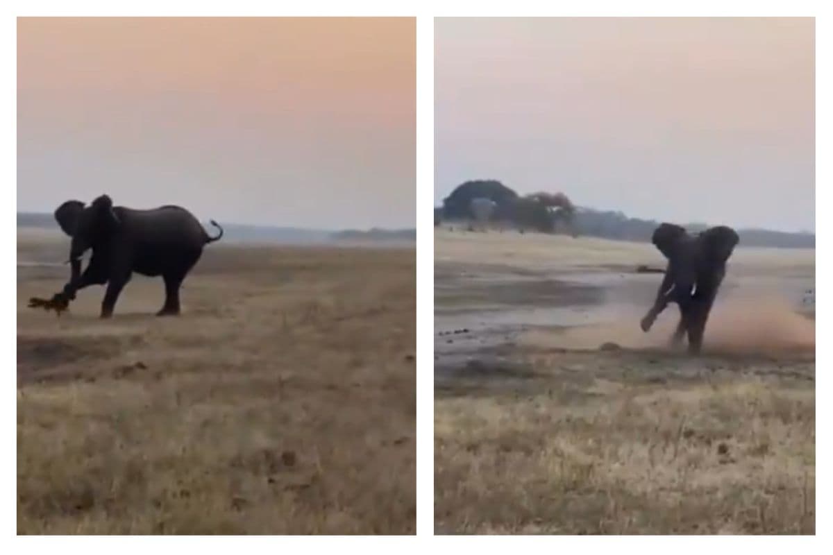 Viral Video: ब्रूस ली की तरह किक चलाने लगा हाथी, हनी बैजर की निकाल दी हवा, वीडियो देख नहीं रुकेगी हंसी