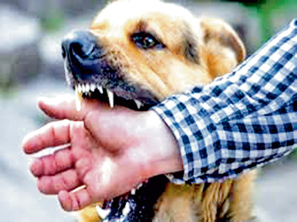 नसबंदी व गोद लेने के चलते कुत्तों के काटने की घटनाओं में आयी भारी गिरावट