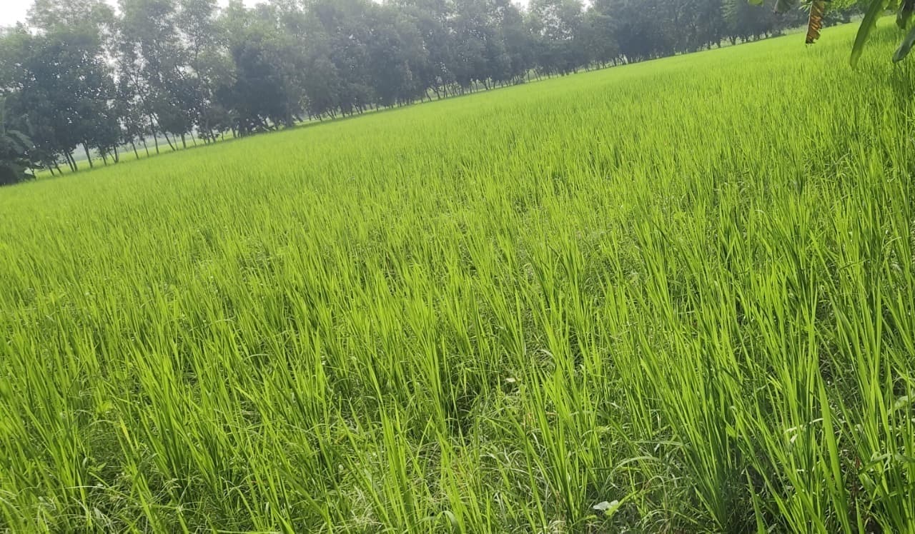 भादो माह में आमतौर पर बारिश की अच्छी उम्मीद, पर खेतों में पड़ने लगी दरारें, किसान चिंतित