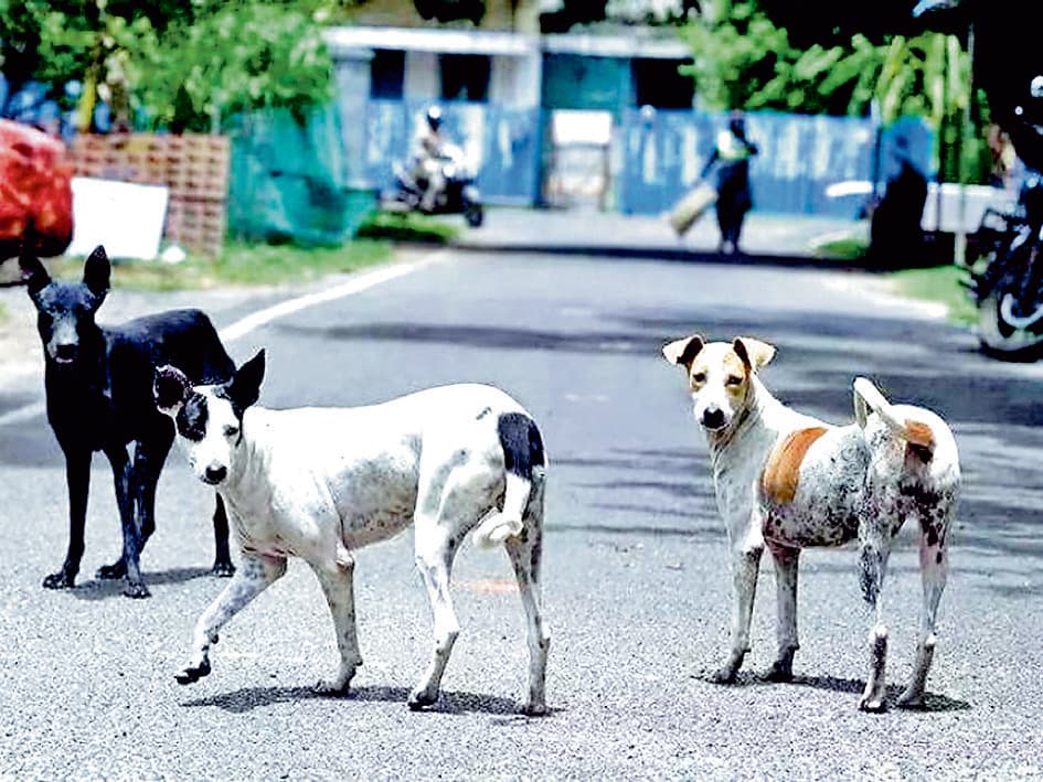 जोका मेडिकल कॉलेज से हटाये जायेंगे आवारा कुत्ते