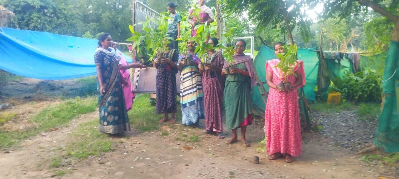 लाह की खेती के लिए सेमियालता पौधे का वितरण