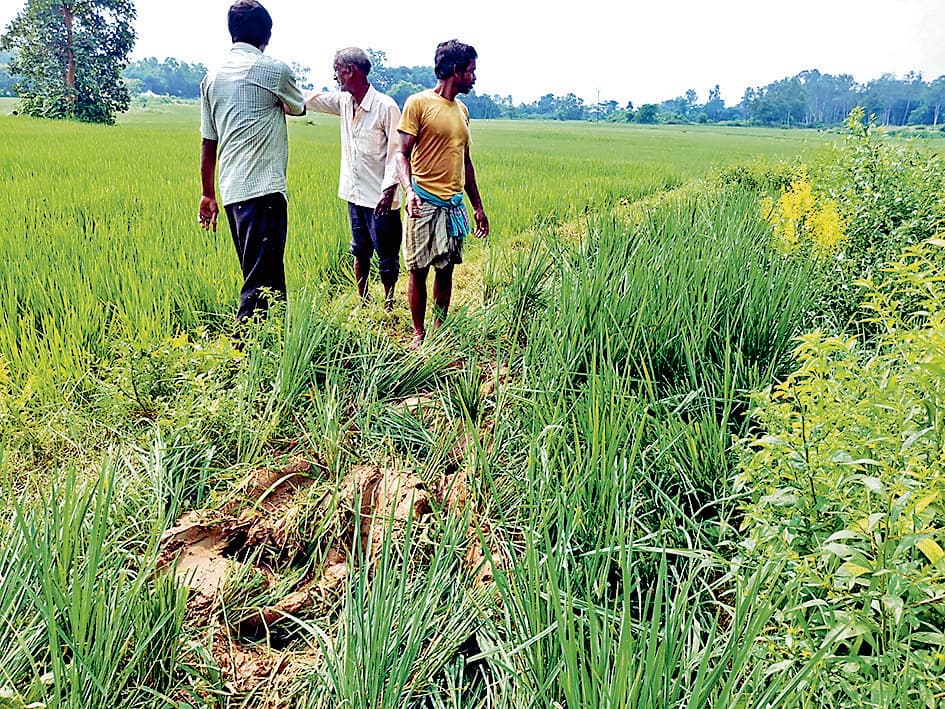 हाथियों के तांडव से फसलें बर्बाद, ग्रामीणों का चक्काजाम