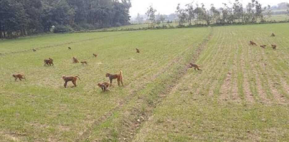 हाथियों के बाद अब बंदरों से परेशान हैं रनिया के ग्रामीण