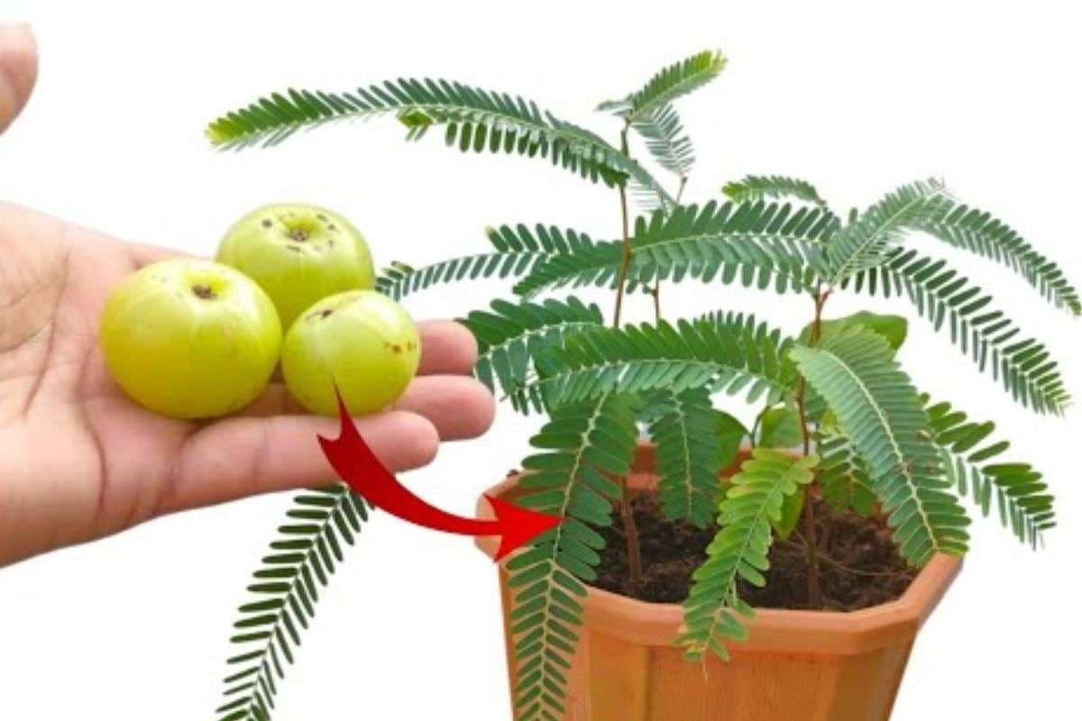 Akshaya Navami 2025: आज अक्षय नवमी के दिन लगाएं आंवले का पौधा, मिलेगा ये शुभफल