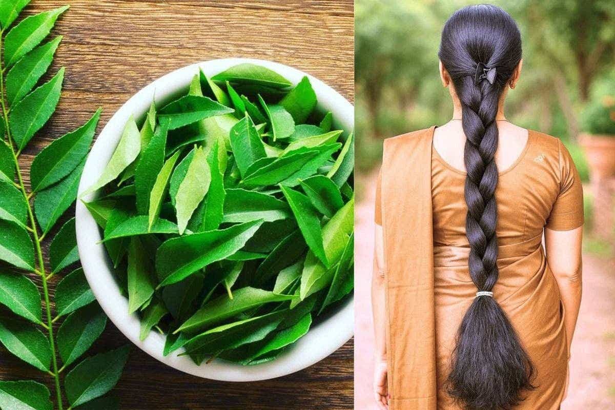 Curry Leaves For Hair Growth: झड़ते बालों को कहें अलविदा, जानें करी पत्ते से बालों को लंबा और घना बनाने का आसान तरीका