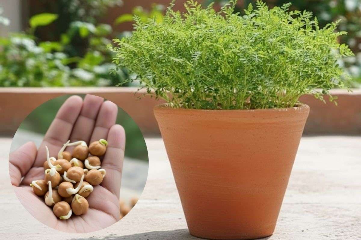 How To Grow Chana Ka Saag: अब बाजार से लाने की जरूरत नहीं, अपने घर से तोड़ें ताजा चने का साग, जानिए लगाने का सही तरीका