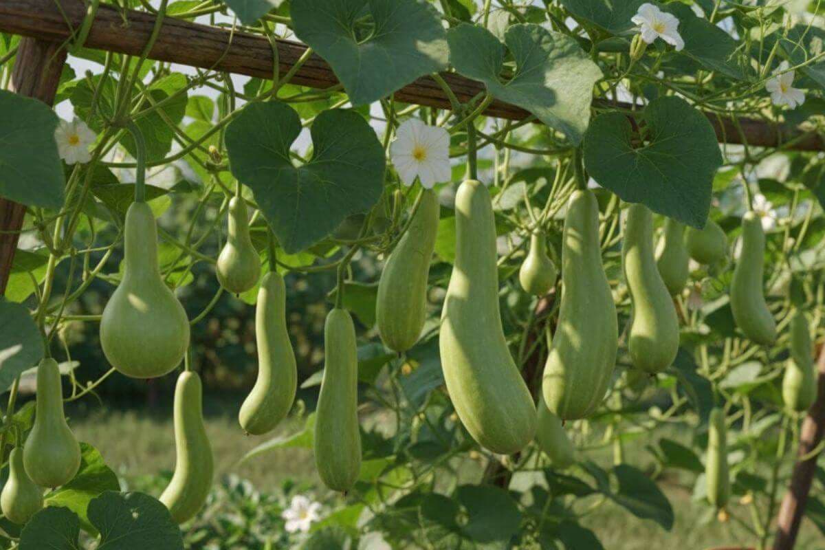 How To Grow Lauki In Winter: ठंड के मौसम में लगाएं लौकी का पौधा, जानें देखभाल और लगाने का सही तरीका