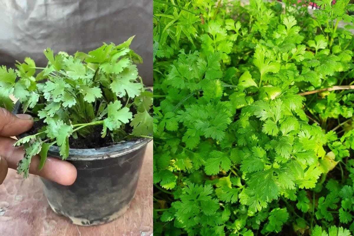 How to Grow Coriander at Home: घर पर धनिया उगाना हुआ आसान, जानें कैसे पाएं हरी-भरी और खुशबूदार पत्तियां