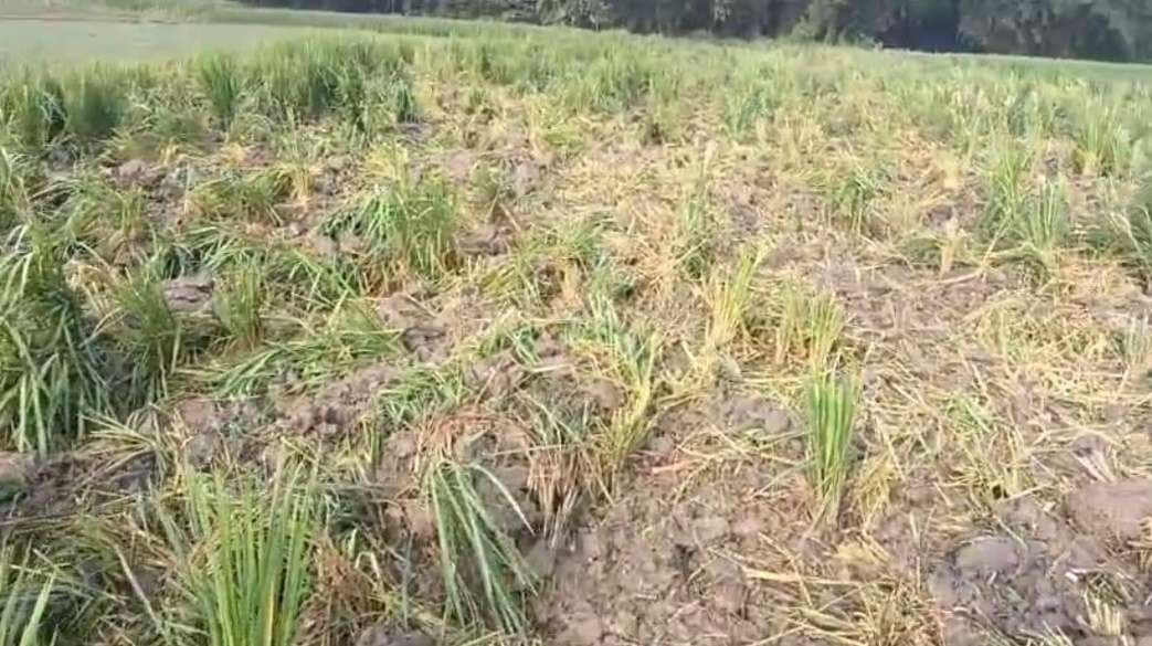 दबंगों ने दो एकड़ धान की फसल जोत कर किया बर्बाद, किसान ने दर्ज करायी प्राथमिकी