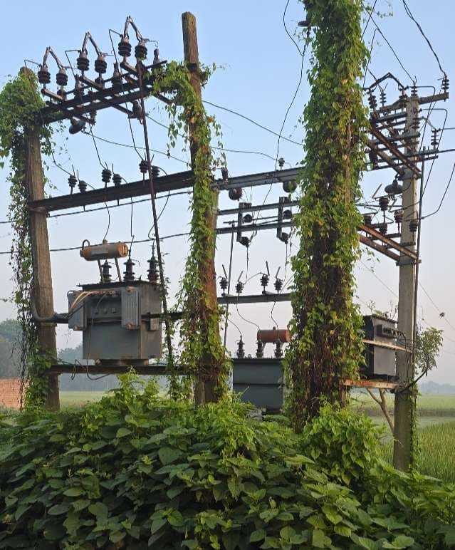 ट्रांसफाॅर्मर पौधा के लता से ढका