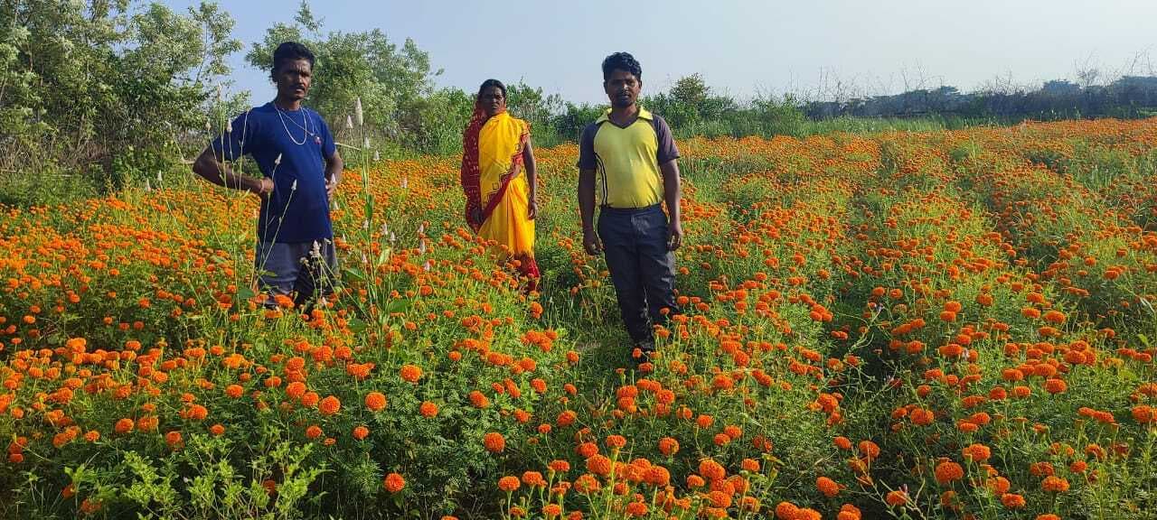 अफीम के लिए बदनाम खूंटी की फिजां में महका गेंदा फूल