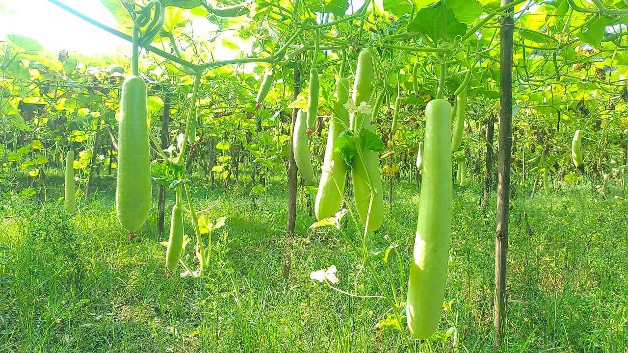 छठ महापर्व में कद्दू की बिक्री होगी जमकर