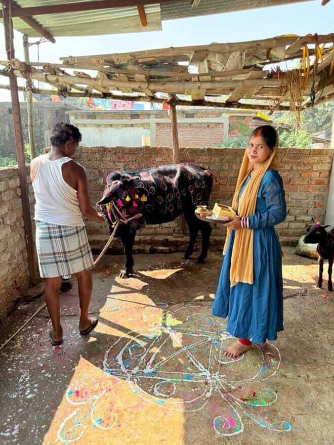 लोगों ने मनाया सोहराई पर्व, की पशुधन की पूजा