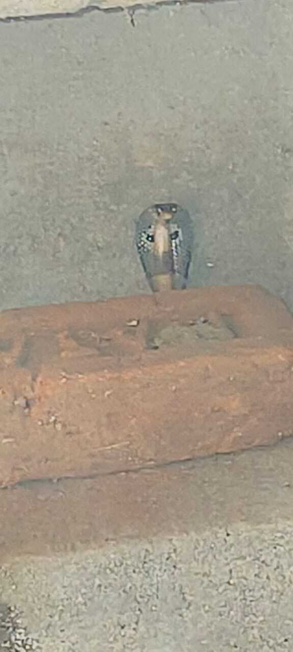 सोनारायठाढ़ी : सांप को रेस्क्यू करके जंगल में छोड़ा