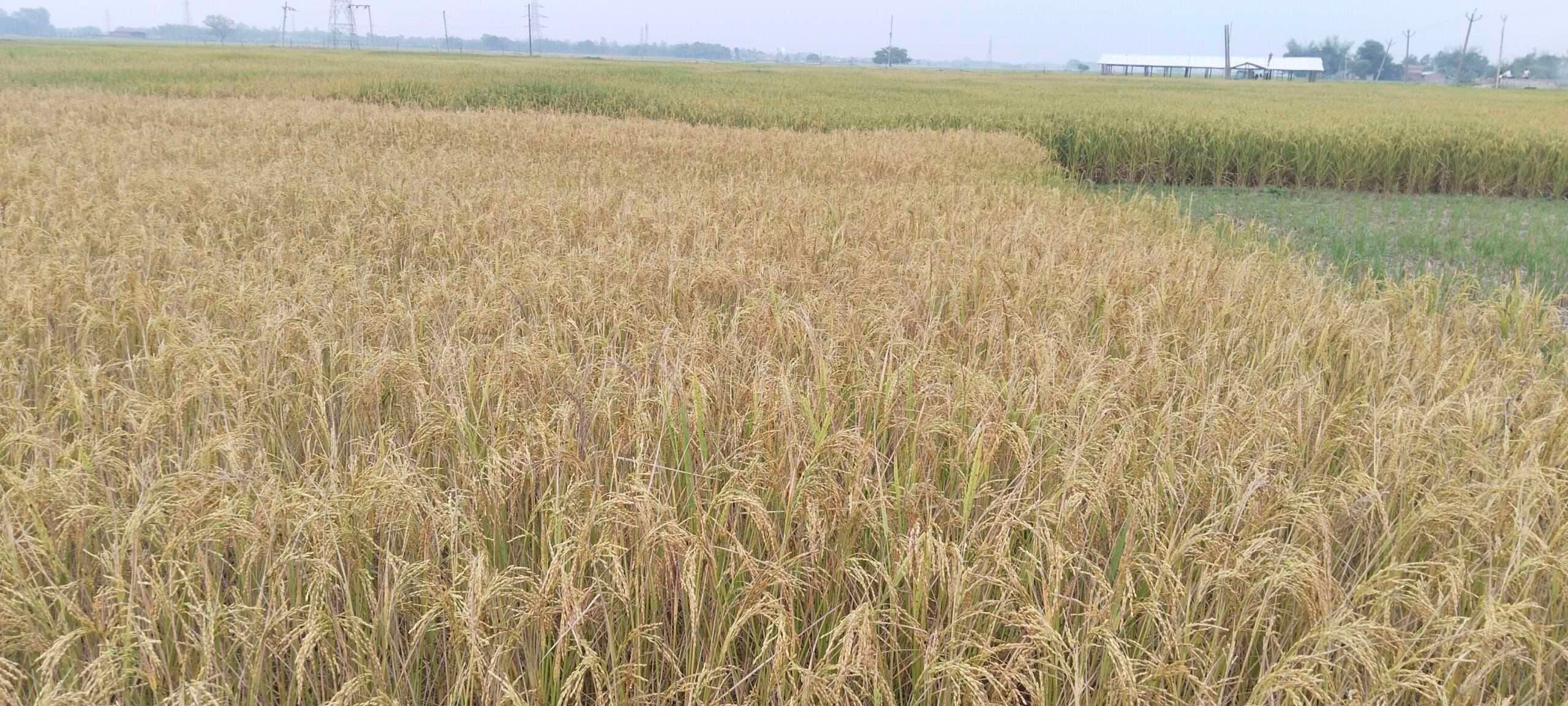 मौसम का मिजाज बदलने से किसानों की बढ़ने लगी परेशानी