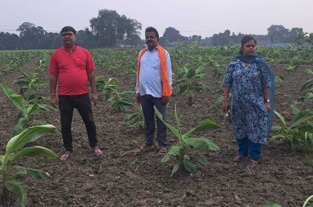 कोढ़ा में टिशू प्लांट केले की फसल में फंगस की गंभीर बीमारी फैली किसान परेशान