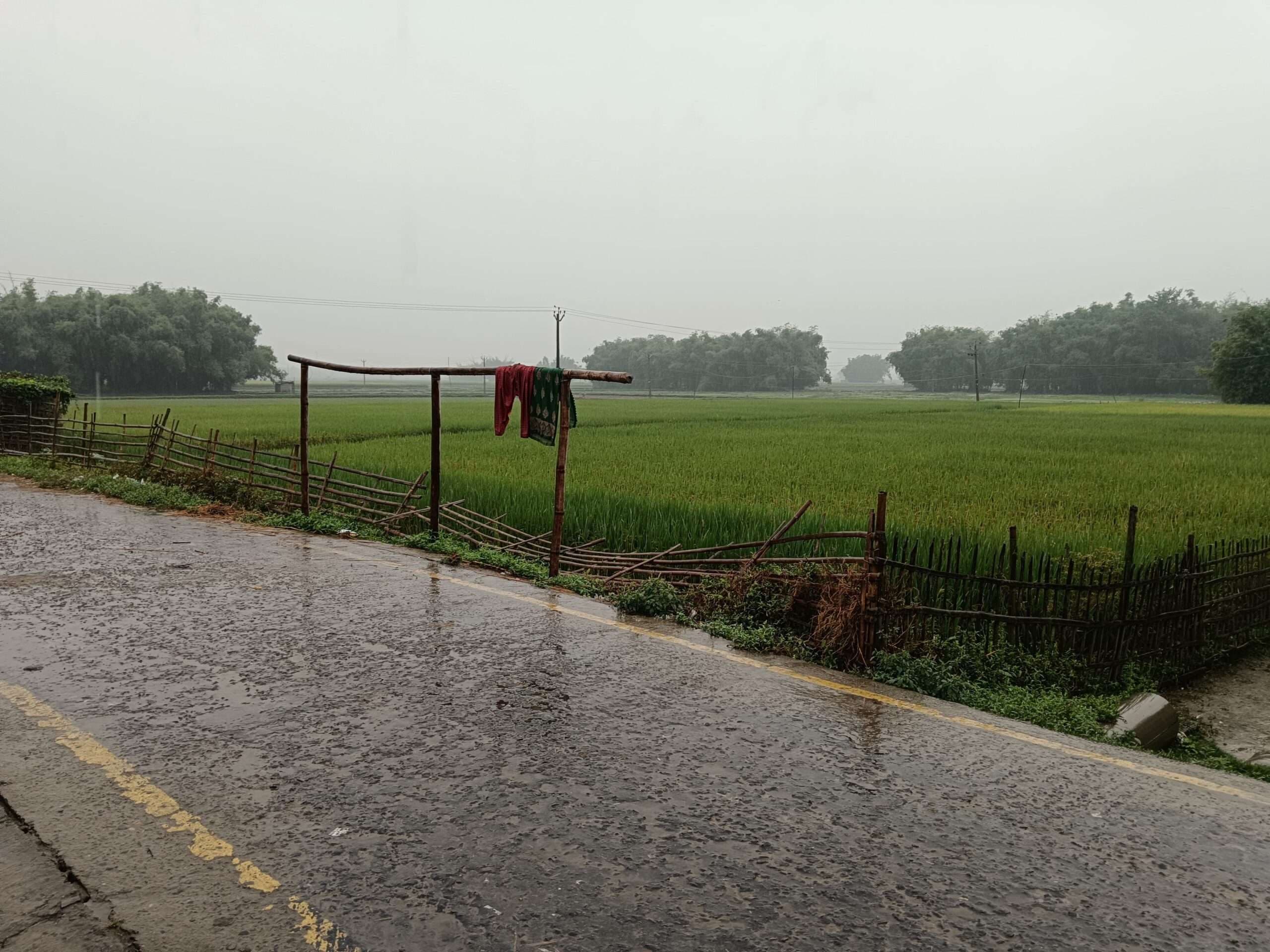 हसनगंज में बारिश व हवा ने मक्का किसानों की बढ़ायी चिंता