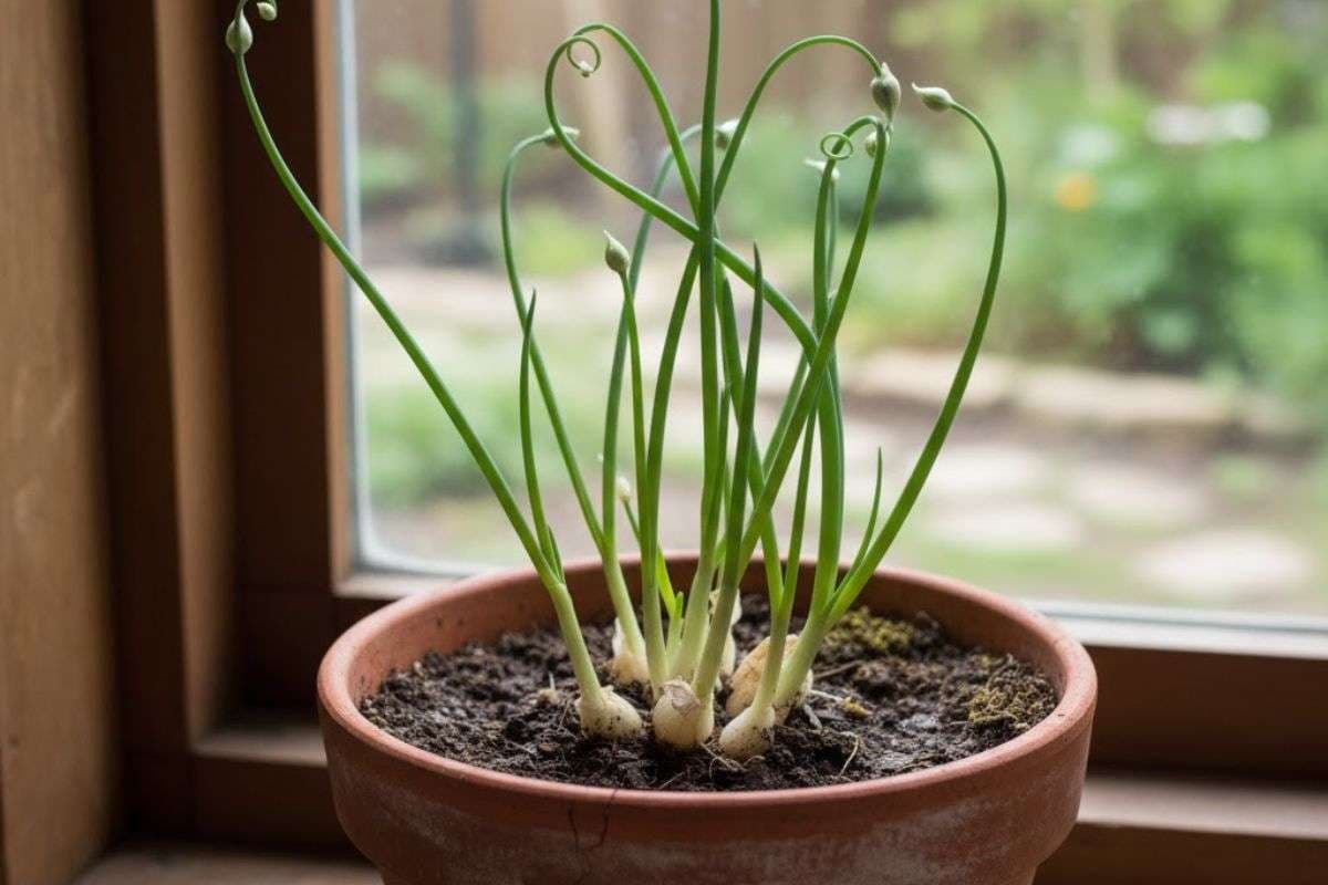 green onion plant