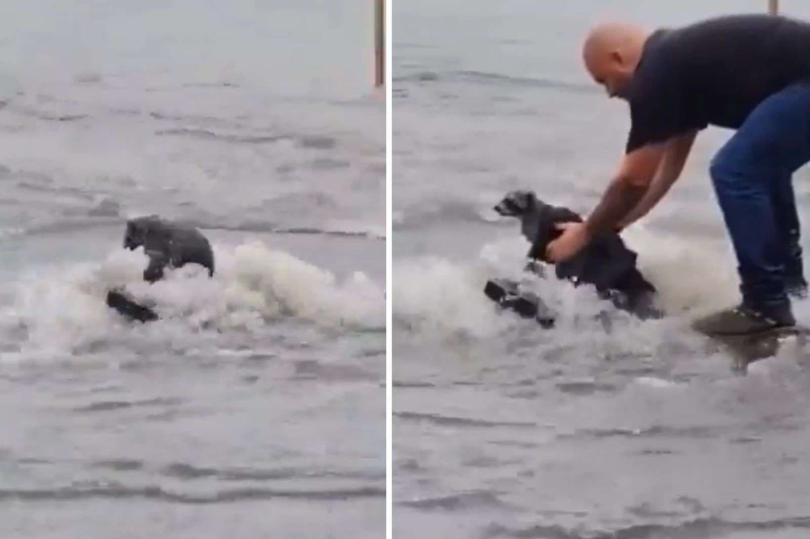 Viral Video: मरने के कगार पर पहुंच गया था रकून, मसीहा बनकर आ गया शख्स, सोशल मीडिया में जमकर हो रही तारीफ