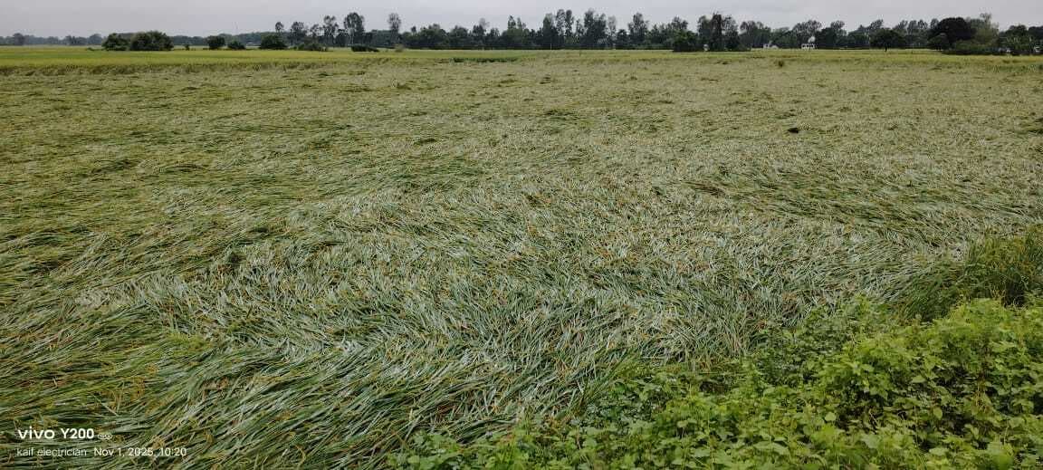 मोंथा तूफान व बारिश से धान की फसल को पहुंची क्षति