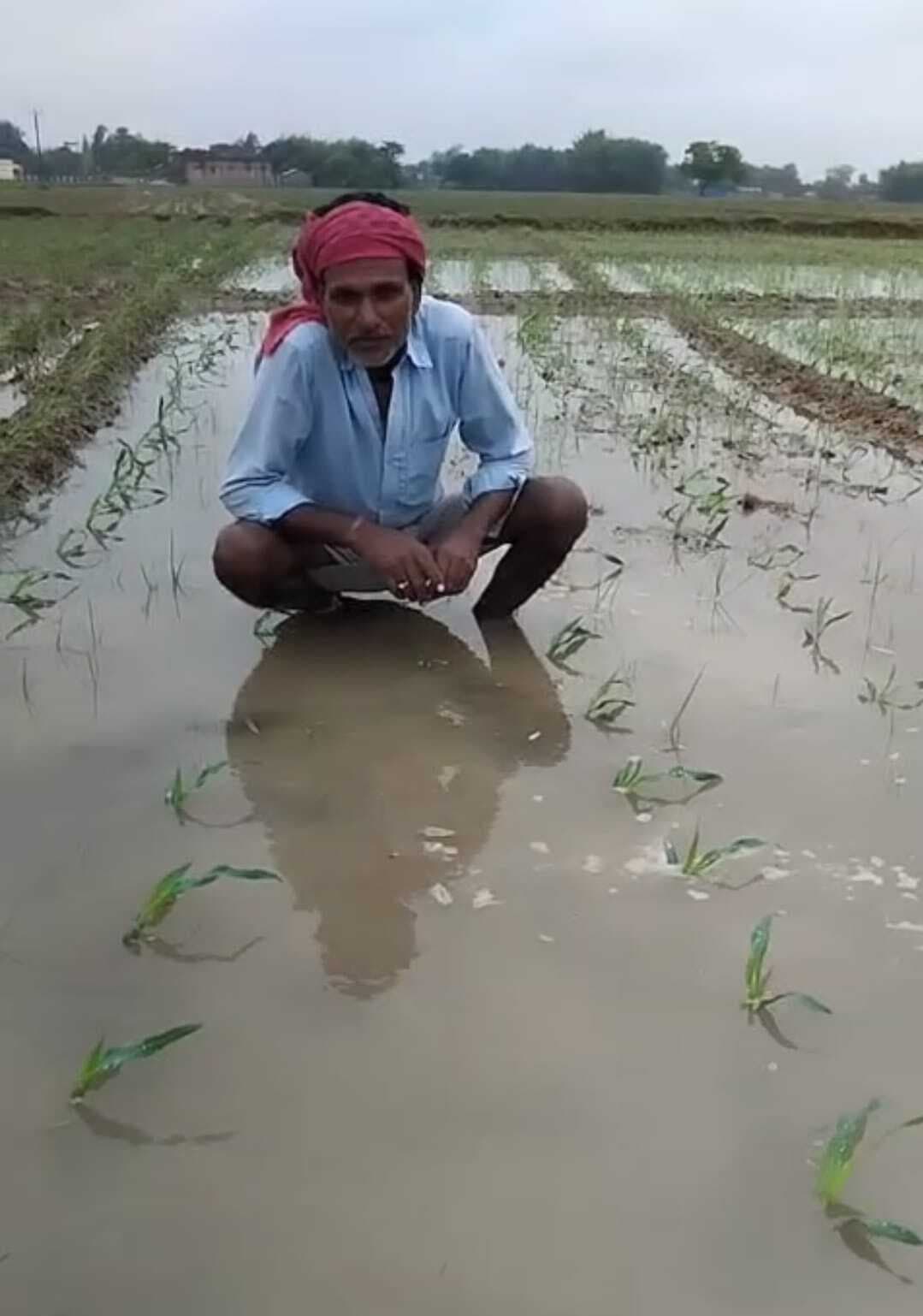 मोंथा तूफान ने मचायी तबाही, कोढ़ा में तीन दिनों की बारिश से फसलों पर संकट