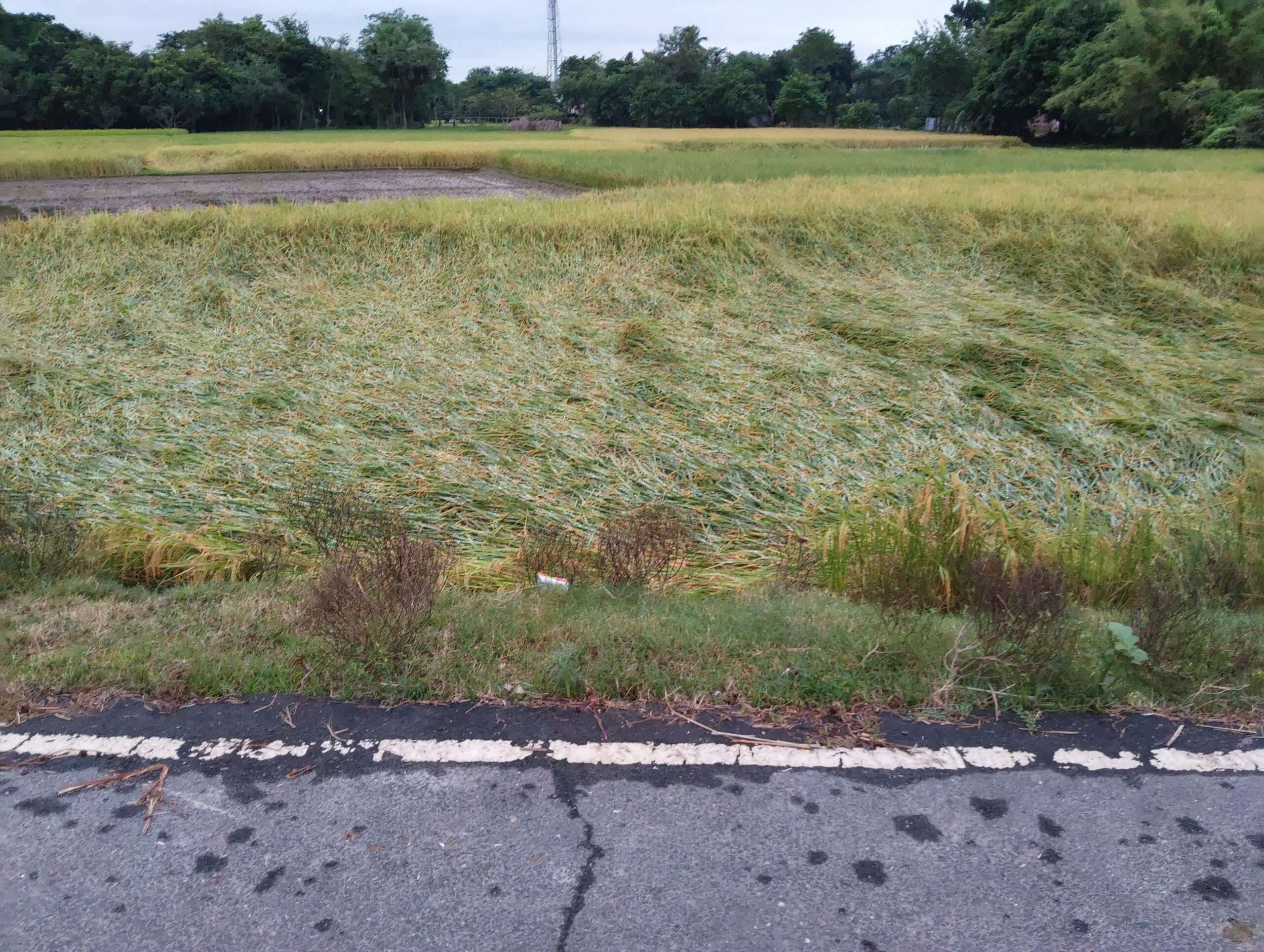 मोंथा तूफान से धान की फसल को व्यापक नुकसान, बारिश से जन जीवन अस्त व्यस्त, बढ़ी ठंड