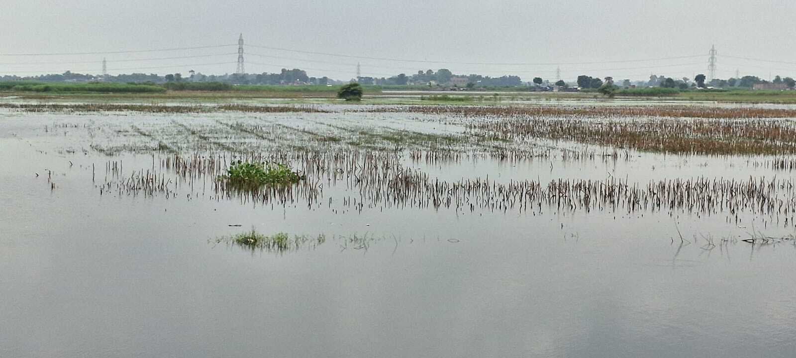 बारिश से रबी की पिछात खेती की संभावना, किसान चिंतित