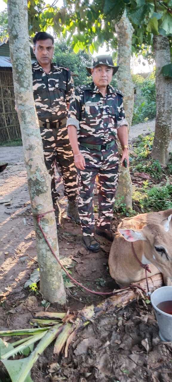 नेपाल की जंगल से भटक कर आयी नील गाय को किया वन विभाग के हवाले