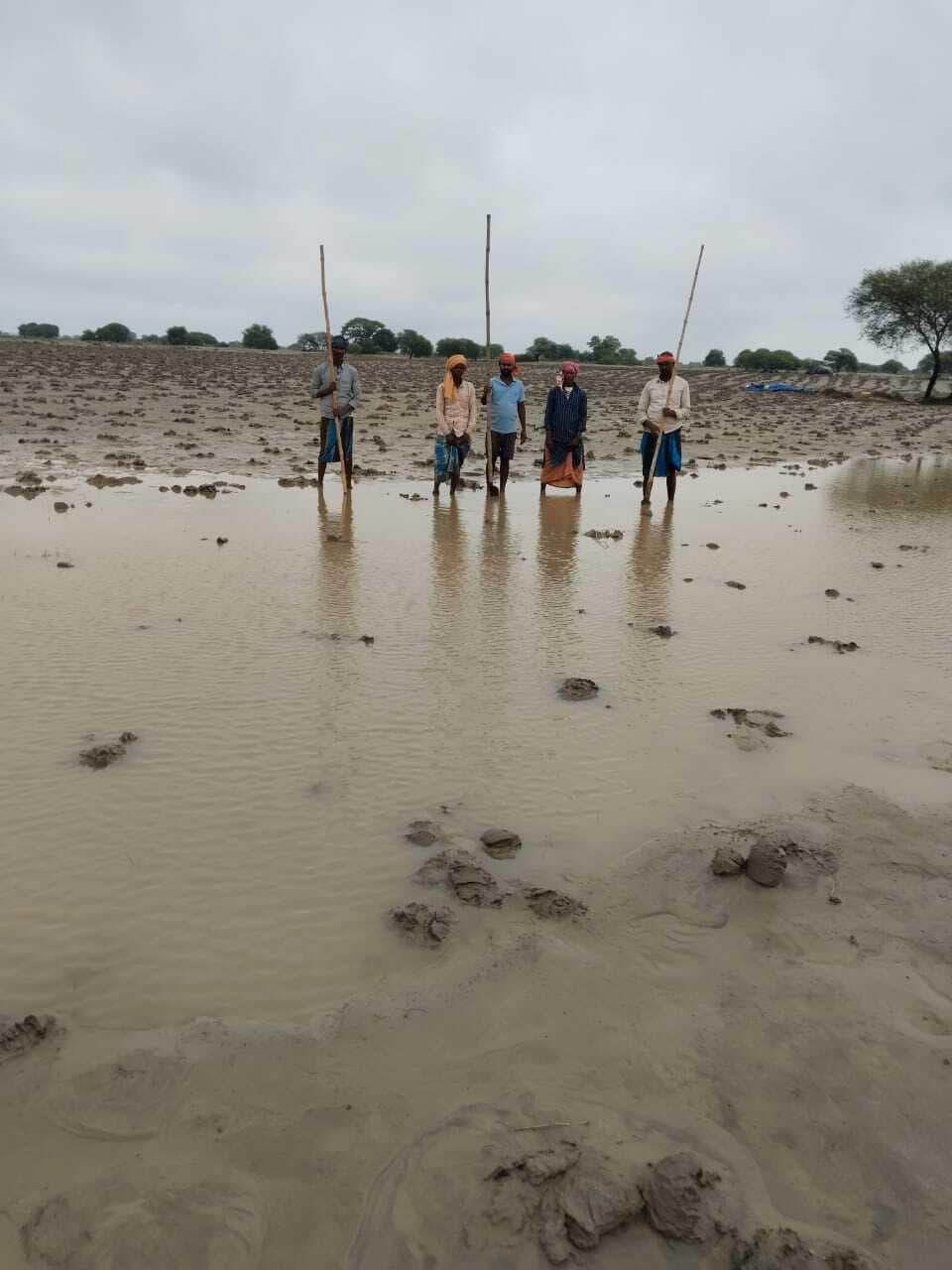 Bhagalpur news बारिश से धान व मसूर की फसल खराब, किसान हताश