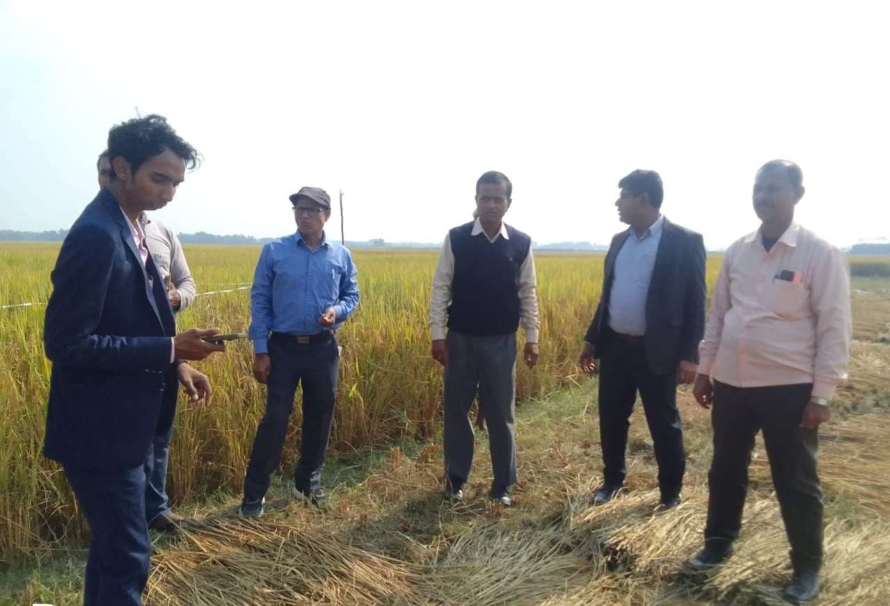 धान की फसल का क्रॉप कटिंग कार्य पूरी