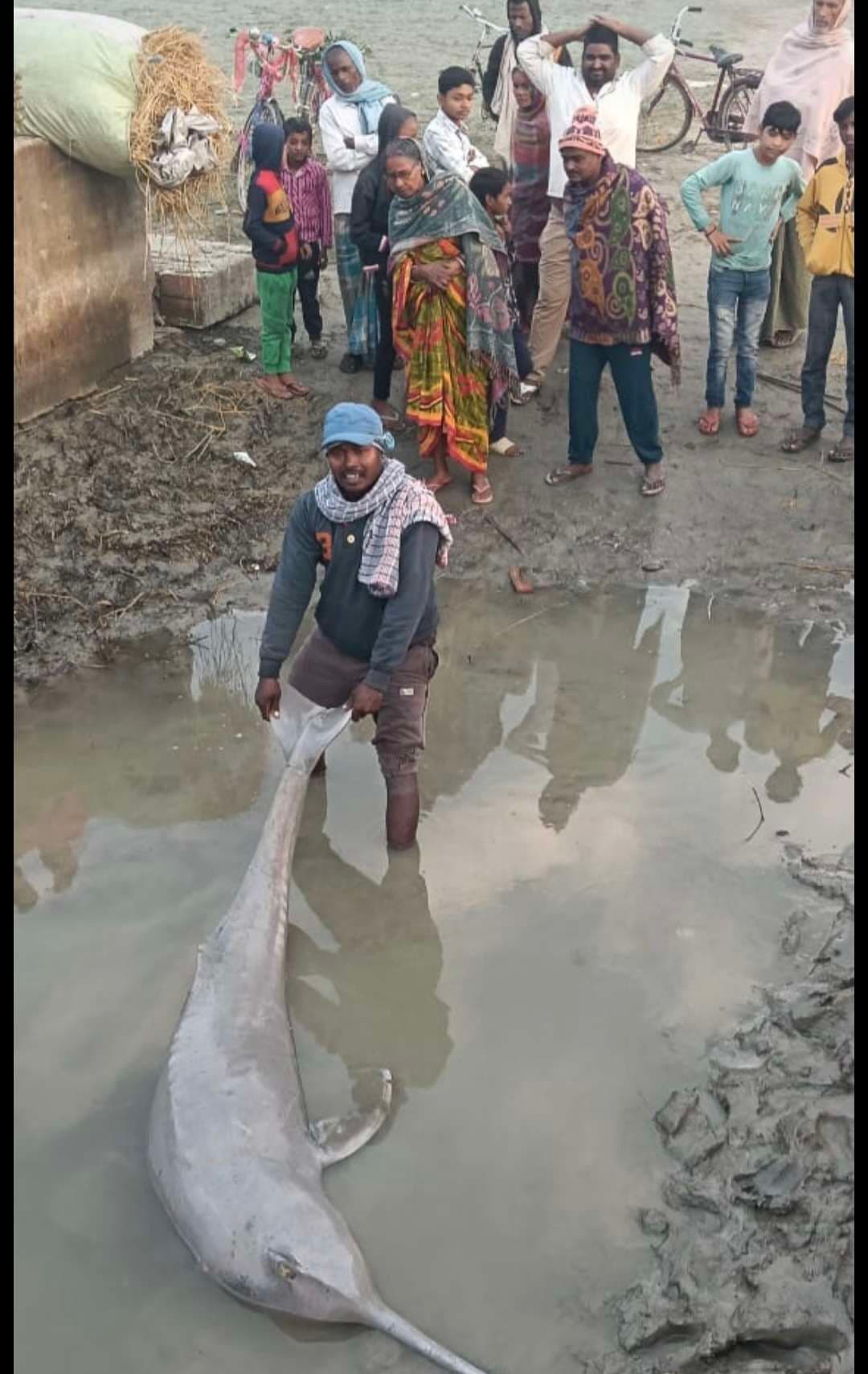 मछली तस्कर का शिकार हुआ डॉल्फिन, बरंडी नदी में मृत मिला