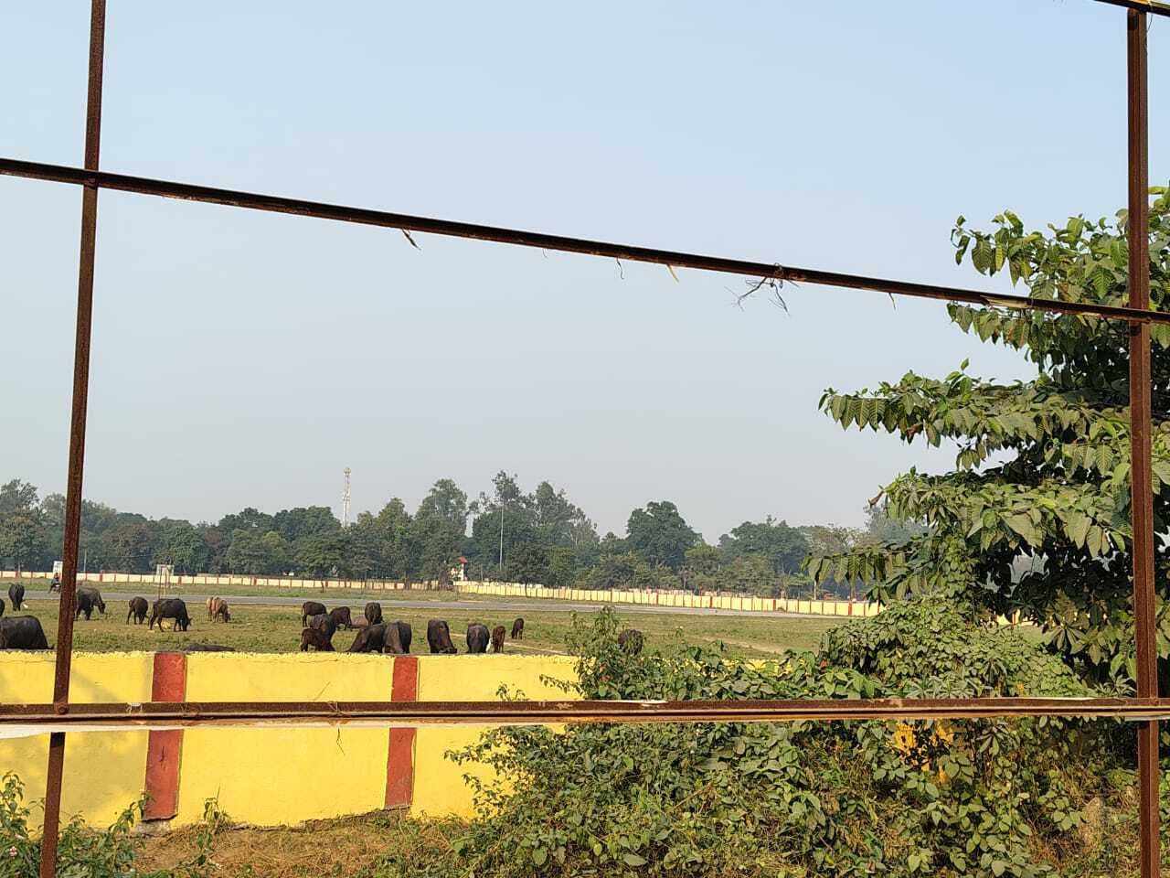 प्रस्तावित हवाई अड्डा बना मवेशियों का चारागाह