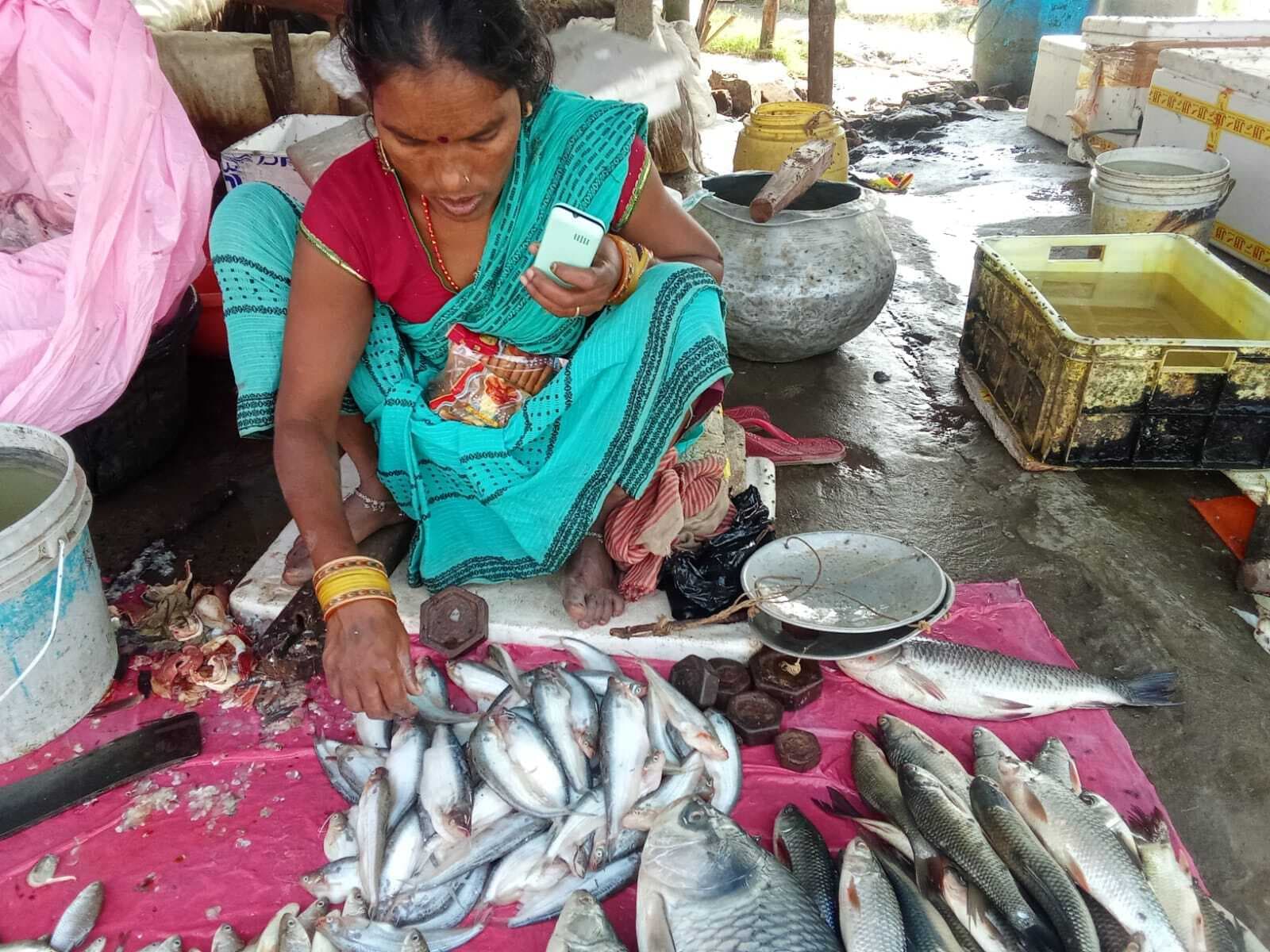 हार्ट हेल्थ, स्कैन ग्लो, ब्रेन फंक्शन को सेहतमंद रखती है चेचरा मछली