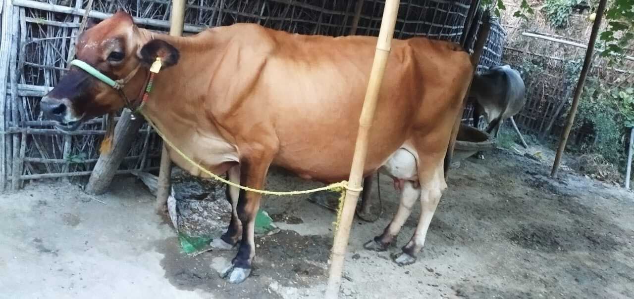 पशुशाला को ठंड से बचाने की पुख्ता व्यवस्था करें, चिकित्सक