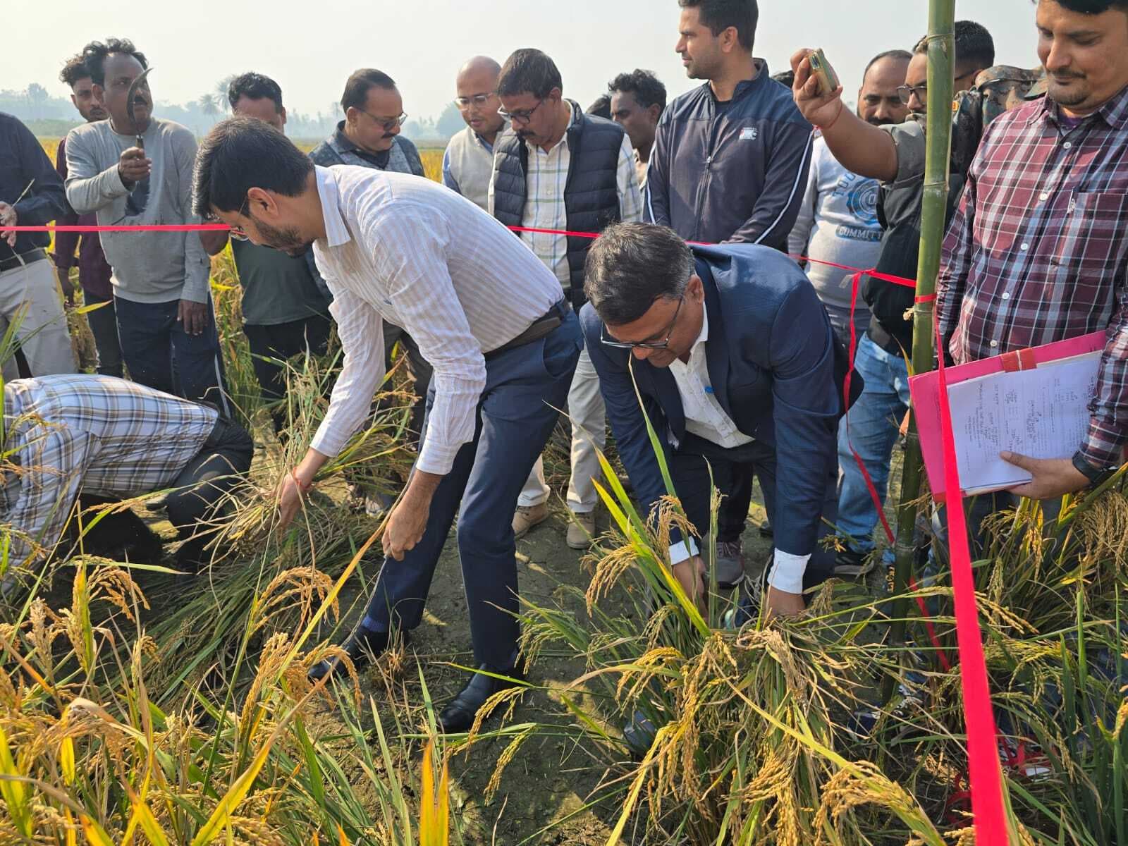 49 क्विंटल प्रति हेक्टेयर हुआ धान का उत्पादन