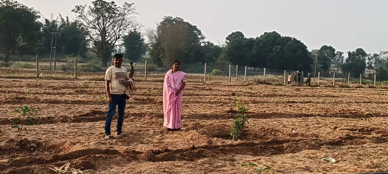 आम बागवानी अपना रहे हैं किसान