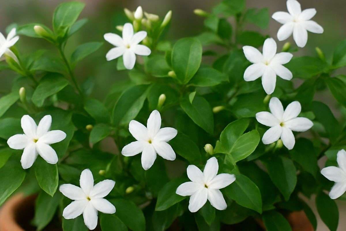 How To Grow Jasmine Easily In Winter: अब सर्दियों में भी खिलेंगे चमेली के फूल, बस अपनाएं ये आसान गार्डनिंग टिप्स