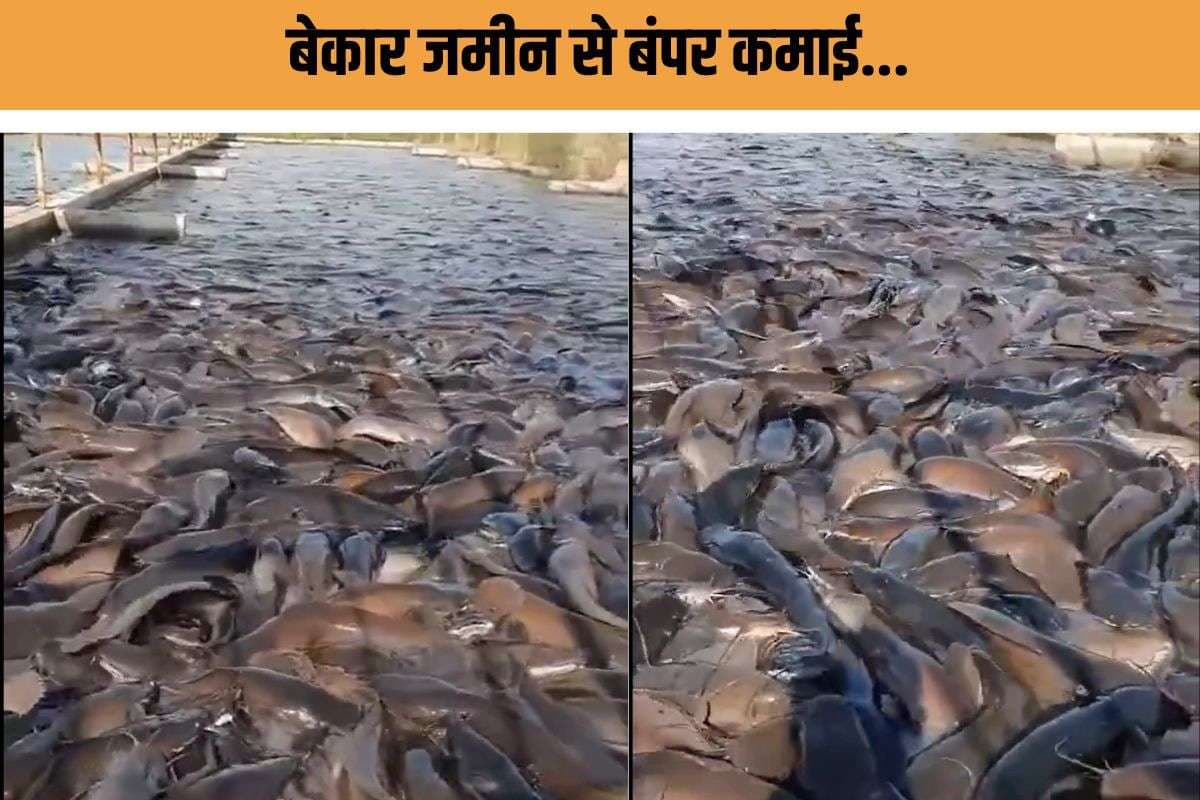 Bihar fish farming : बेकार चौर बना कमाई का जरिया, बिहार में मछली पालन से बदली किसानों की किस्मत