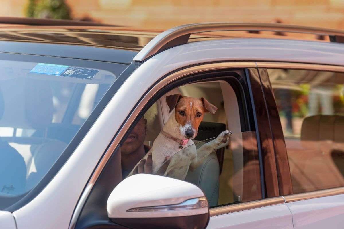 Renuka Chowdhury: असली काटने वाले तो अंदर हैं… संसद में पालतू कुत्ता विवाद पर रेणुका चौधरी ने कह दी बड़ी बात, Video