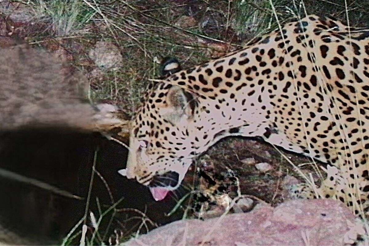 इस देश में दिखी दुर्लभ बड़ी बिल्ली, 15 साल में सिर्फ 5वीं बार दिखा जिंदा सबूत; जानें, कहां से आया यह जानवर